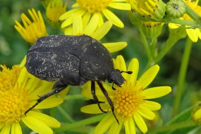 <i>Netocia morio</i>