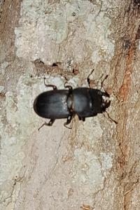 <i>Dorcus parallelipipedus</i>