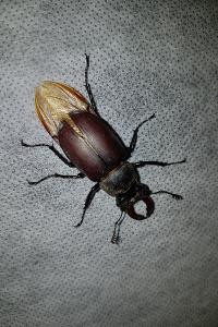<i>Lucanus cervus</i>