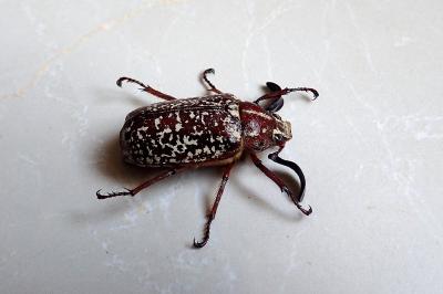 Polyphylla fullo
