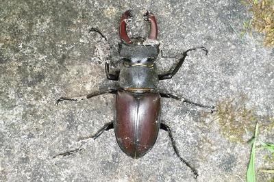 <i>Lucanus cervus</i>