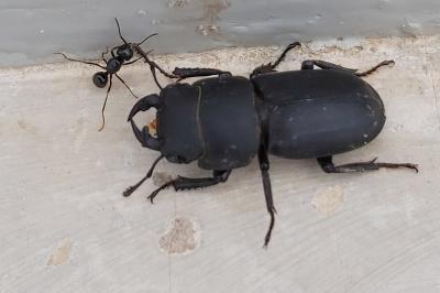 <i>Dorcus parallelipipedus</i>