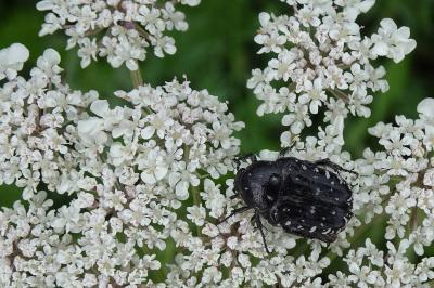 <i>Oxythyrea funesta</i>