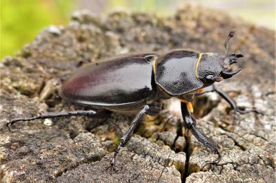 <i>Lucanus cervus</i>