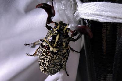 <i>Polyphylla fullo</i>