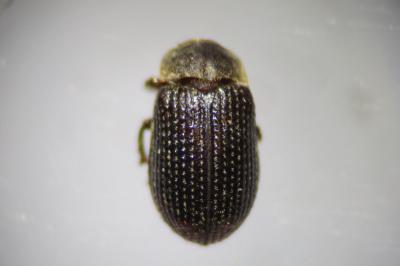 <i>Trox perrisi</i>