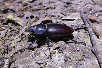 <i>Lucanus cervus</i>