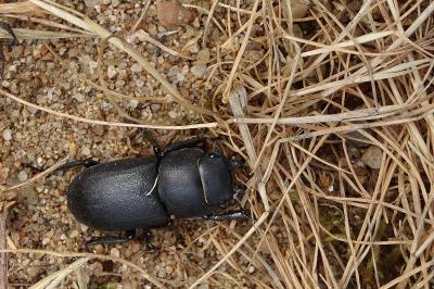 <i>Dorcus parallelipipedus</i>
