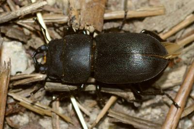 <i>Dorcus parallelipipedus</i>