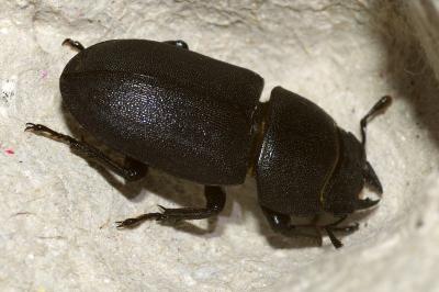 <i>Dorcus parallelipipedus</i>