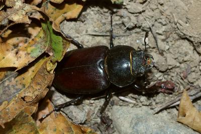 <i>Lucanus cervus</i>
