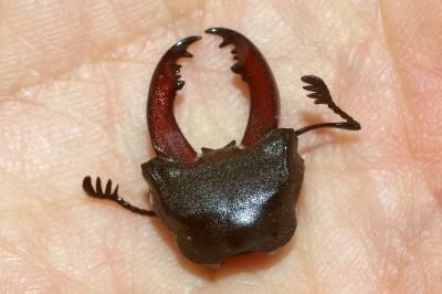<i>Lucanus cervus</i>