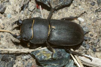 <i>Dorcus parallelipipedus</i>