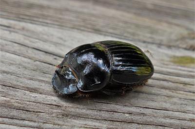 <i>Copris lunaris</i>