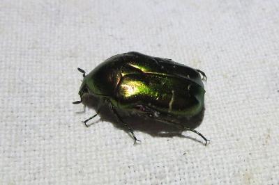 <i>Cetonia aurata</i>