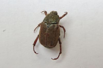<i>Hoplia philanthus</i>