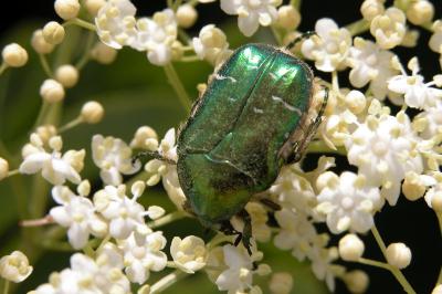 Cetonia aurata