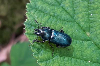 Platycerus caraboides