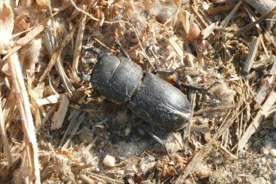 Dorcus parallelipipedus