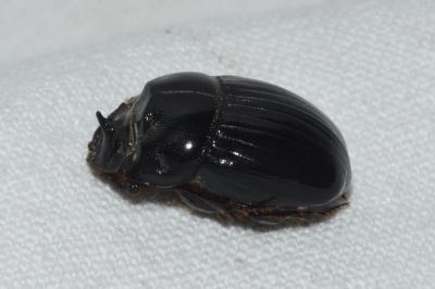Copris lunaris