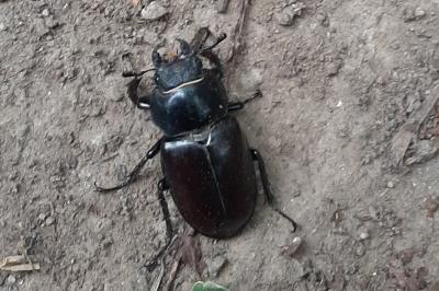 Lucanus cervus