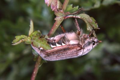 Melolontha melolontha