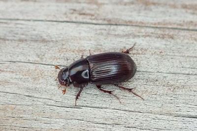 Acrossus rufipes