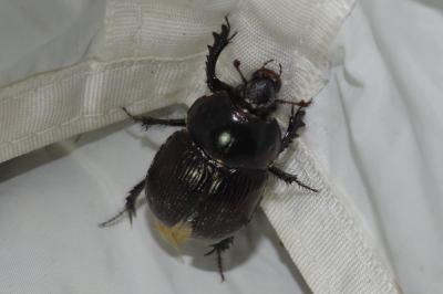 Geotrupes mutator