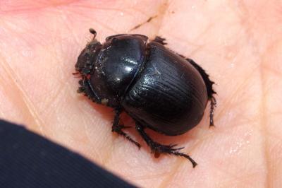 Anoplotrupes stercorosus