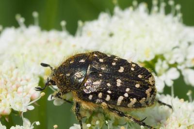 Oxythyrea funesta