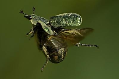 Gnorimus nobilis