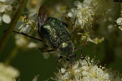 Gnorimus nobilis