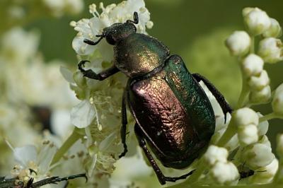 Gnorimus nobilis