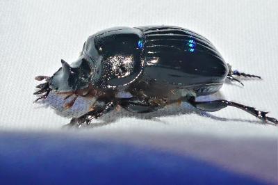 Copris lunaris
