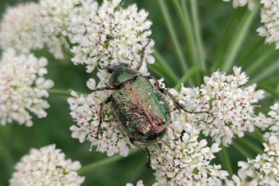 Gnorimus nobilis