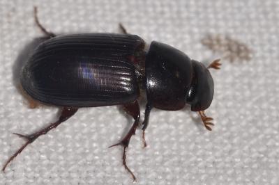 Acrossus rufipes