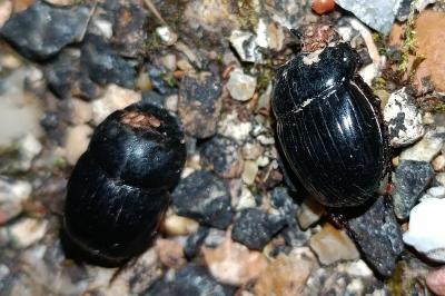Copris lunaris
