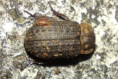 Trox scaber