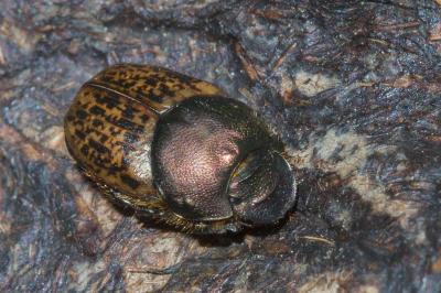 Onthophagus