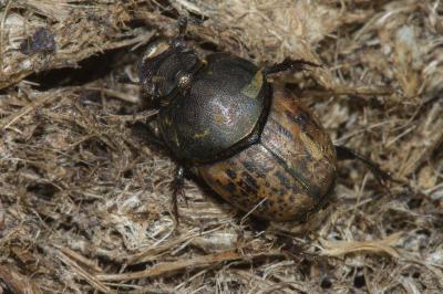 Onthophagus