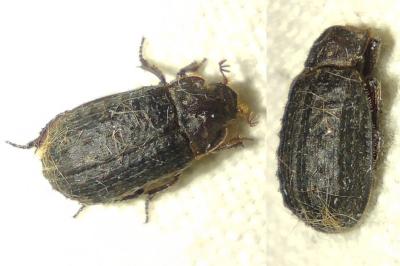 Trox scaber