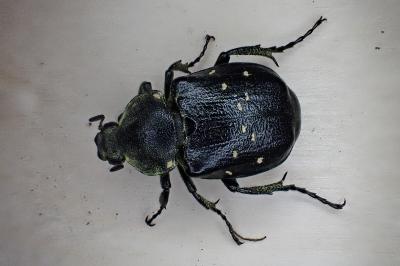 <i>Gnorimus variabilis</i>