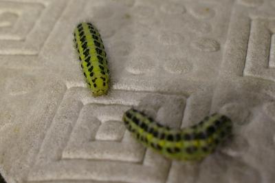 <i>Zygaena filipendulae/trifolii</i>