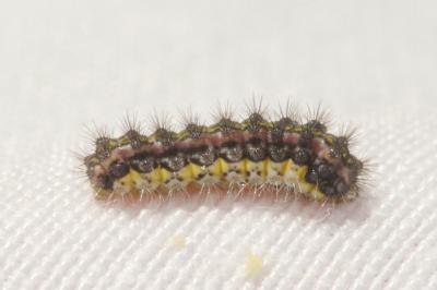 <i>Aglaope infausta</i>