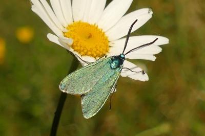 <i>Adscita statices</i>