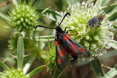 <i>Zygaena sarpedon</i>