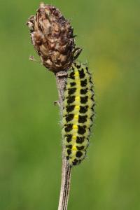 <i>Zygaena trifolii</i>
