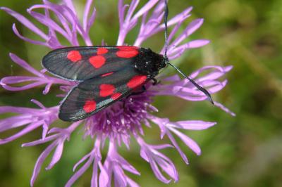 <i>Zygaena trifolii</i>