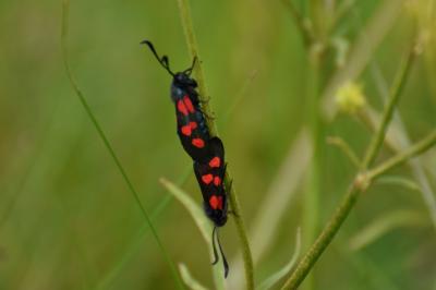 <i>Zygaena trifolii</i>