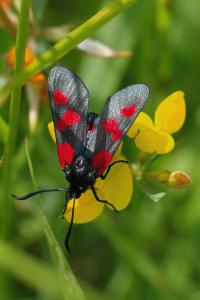 <i>Zygaena trifolii</i>